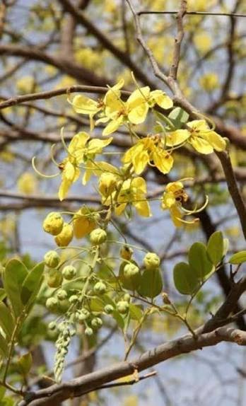 African Laburnum